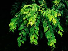 ಕರಿಬೇವಿನ ಎಲೆ ಸೇವನೆಯಿಂದ ಒಂದೇ ತಿಂಗಳಲ್ಲಿ ತೂಕ ಕಳೆದುಕೊಳ್ಳಬಹುದಂತೆ! 