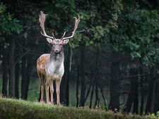 ಯಾವ ಪ್ರಾಣಿಗಳು ದಾರಿಗೆ ಅಡ್ಡ ಬಂದರೆ ಶುಭಶಕುನ? ಇಲ್ಲಿದೆ ಕಂಪ್ಲೀಟ್ ಡಿಟೇಲ್ಸ್