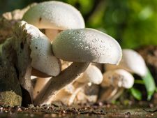 ಗರ್ಭಿಣಿಯರು ಮಶ್ರೂಮ್ ತಿನ್ನಬಹುದೇ? ಇದರಿಂದ ಏನಾದರೂ ತೊಂದರೆ ಇದೆಯೇ? 