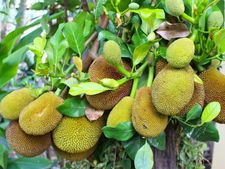 ಗರ್ಭಾವಸ್ಥೆಯಲ್ಲಿ ಹಲಸಿನ ಹಣ್ಣನ್ನು ಸೇವಿಸುವುದು ಒಳ್ಳೆಯದ್ದೇ?