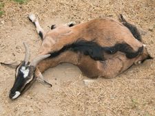 28ರ ಹರೆಯದ ಕಾಮುಕನಿಂದಾಗಿ ಮೂಕ ಪ್ರಾಣಿ ಆಡು ಬಲಿ ಆಯಿತು  