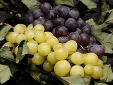 ಮುಖದ ಸೌಂದರ್ಯ ವೃದ್ಧಿಗೆ ದ್ರಾಕ್ಷಿಯ ಫೇಸ್ ಪ್ಯಾಕ್ 