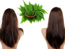 ಕೂದಲುದುರುವ ಹಾಗೂ ತಲೆ ಹೊಟ್ಟು ಸಮಸ್ಯೆ ನಿವಾರಣೆಗೆ ಗಿಡಮೂಲಿಕೆಗಳು 