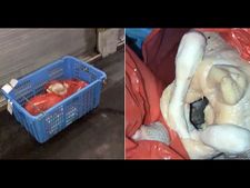 ಕೋಳಿ ಮಾಂಸದ ಒಳಗಡೆ ಜೀವಂತ ಇಲಿ ಓಡಾಟ!