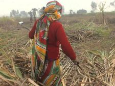 ದಿನಗೂಲಿಗಾಗಿ ಗರ್ಭಾಶಾಯವನ್ನೇ ತೆಗೆಸಿಕೊಳ್ಳುತ್ತಿರುವ ಮಹಿಳೆಯರು!  