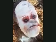 'ಮಾನವನ ಮುಖ' ದೊಂದಿಗೆ ಜನಿಸಿದ ರೂಪಾಂತರಿತ ಕರು 