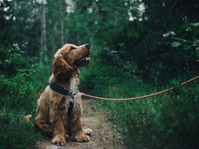 ರಾತ್ರಿಯಲ್ಲಿ ನಾಯಿ  ಊಳಿಡಲು ಕಾರಣವೇನು ಗೊತ್ತಾ?