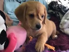 ವೈರಲ್ ಆಯ್ತು ಮುಖದಲ್ಲಿ ಬಾಲವಿರುವ ನಾಯಿಮರಿ