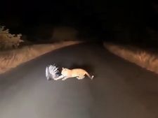 ಮುಳ್ಳುಹಂದಿ-ಚಿರತೆಯ ರೋಚಕ ಫೈಟ್‌-ವೀಡಿಯೋ ವೈರಲ್