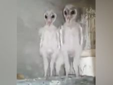 ಏಲಿಯನ್ ವೀಡಿಯೋ ವೈರಲ್: ಜನರು ಏಲಿಯನ್‌ ಅಂದುಕೊಂಡಿದ್ದ ಈ ಜೀವಿಗಳು ಏಲಿಯನ್‌ ಅಲ್ಲ!