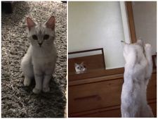 ಪಾಪ! ಈ ಬೆಕ್ಕಿಗೆ ತನಗೆ ಕಿವಿಯಿದೆ ಎಂದು ಕನ್ನಡಿ ನೋಡಿದ ಮೇಲೆ ಗೊತ್ತಾಯಿತು