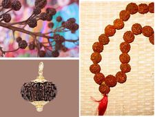 ರುದ್ರಾಕ್ಷಿ ಮಾಲೆ ಧರಿಸುವವರು ಗಮನಿಸಲೇಬೇಕಾದ ಅಂಶಗಳಿವು