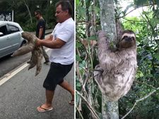 ರಕ್ಷಿಸಿದ ವ್ಯಕ್ತಿಗೆ ಧನ್ಯವಾದ ಹೇಳಿದ ಸ್ಲಾತ್ ಕರಡಿ ವೀಡಿಯೋ ವೈರಲ್  