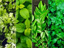 ಅಡುಗೆ ಘಮ್ಮೆನ್ನಲು ಸೊಪ್ಪುಗಳನ್ನು ಹೀಗೆ ಬಳಸಿ