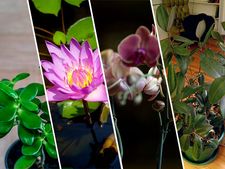 ವಾಸ್ತು ಪ್ರಕಾರ ಈ ಗಿಡಗಳು ಮನೆಗೆ ಅದೃಷ್ಟ ತರುವುದು