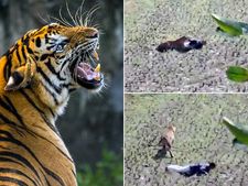 ಸತ್ತಂತೆ ನಟಿಸಿ ಹುಲಿ ಬಾಯಿಂದ ಬಚಾವ್ ಆದ!: ವೀಡಿಯೋ ವೈರಲ್