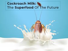 ಭವಿಷ್ಯದ ಸೂಪರ್‌ಫುಡ್: ಜಿರಳೆ ಹಾಲು