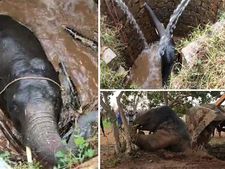 ಬಾವಿಗೆ ಬಿದ್ದ ಆನೆಯ ಜೀವ ಕಾಪಾಡಿದ ಆರ್ಕಿಮಿಡಿಸ್ ತತ್ತ್ವ: ವೀಡಿಯೋ ವೈರಲ್ 