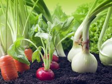 ಇದಕ್ಕೆ ಹೇಳೋದು ಮನೆಯಲ್ಲಿ ಸಾವಯವ ಕೈತೋಟ ಇರಬೇಕು ಎಂದು