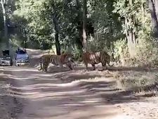 Viral Video: ತುಂಬಾ ರೋಚಕವಾಗಿದೆ ಹುಲಿಗಳ ಈ ಫೈಟ್