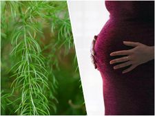  ನೈಸರ್ಗಿಕವಾಗಿಯೇ ಫಲವತ್ತತೆ ಹೆಚ್ಚಿಸಿಕೊಳ್ಳಲು ಅದ್ಭುತ ಗಿಡಮೂಲಿಕೆ ಶತಾವರಿ