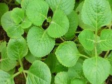 ದೊಡ್ಡಪತ್ರೆಯನ್ನು ರೋಗನಿರೋಧಕ ಶಕ್ತಿ ವೃದ್ಧಿಸಲು ಬಳಸುವುದು ಹೇಗೆ?