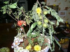  ನ.15ಕ್ಕೆ ತುಳಸಿ ವಿವಾಹ: ಆರೋಗ್ಯ, ಮನೆಯವರ ಶ್ರೇಯಸ್ಸಿಗಾಗಿ ಈ ಪೂಜೆ ಶ್ರೇಷ್ಠ