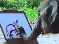 ವೈರಲ್‌ ವೀಡಿಯೋ: ಆನೆಯೊಂದು  ಬಿಡಿಸಿದ ಆನೆಯ ಚಿತ್ರ ನೋಡಣ್ಣಾ...