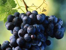 ಕಪ್ಪು ದ್ರಾಕ್ಷಿ ಸೇವನೆಯಿಂದ ದೊರೆಯುವ ಆರೋಗ್ಯ ಪ್ರಯೋಜನಗಳಿವು