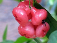 ಜಾಂಬೂ ಹಣ್ಣಿನಲ್ಲಿರುವ ಔಷಧೀಯ ಗುಣಗಳ ಬಗ್ಗೆ ಗೊತ್ತೆ? 