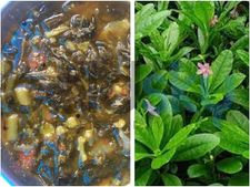 ನೆಲ ಬಸಳೆ ಸಾರಿನ ರೆಸಿಪಿ: ಇದು ಮಧುಮೇಹಿಗಳಿಗೆ ತುಂಬಾನೇ ಪ್ರಯೋಜನಕಾರಿ 