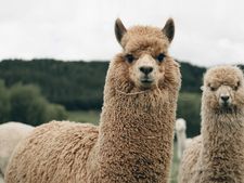 ಆಲ್ಪಕಾಸ್ ಸಸ್ತನಿಯಿಂದ  ಉತ್ಪಾದಿಸಿದ ನ್ಯಾನೋಬಾಡೀಸ್ ಪ್ರತಿಕಾಯಗಳು ಕೋವಿಡ್ 19 ತಡೆಗಟ್ಟಲು 1000 ಪಟ್ಟು ಸಮರ್ಥ