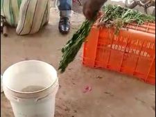 ಬಾಡಿದ ಸೊಪ್ಪನ್ನು ತಾಜಾವಾಗಿಸಲು ರಾಸಾಯನಿಕ ಬಳಕೆ:  ವೈರಲ್ ವೀಡಿಯೋ 