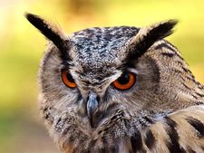 ದೀಪಾವಳಿ 2021: ಬೆಳಕಿನ ಹಬ್ಬದ ರಾತ್ರಿ ಈ ಐದು ವಿಷಯಗಳು ಕಣ್ಣಿಗೆ ಬಿದ್ದರೆ ಅದೃಷ್ಟವಂತೆ!