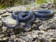 ಕನಸಿನಲ್ಲಿ ಹಾವು ಕಾಣಿಸಿಕೊಳ್ಳುವುದು ಒಳ್ಳೆಯದೇ ಅಥವಾ ಕೆಟ್ಟದ್ದೇ? ಯಾವ ಸೂಚನೆಯಿದು?