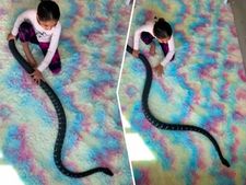 ಹಾವಿನ ಜೊತೆ ಆಡುತ್ತಿರುವ ಪುಟ್ಟ ಹುಡುಗಿ! ವೀಡಿಯೋ ವೈರಲ್