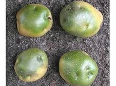 ಹಸಿರು  ಬಣ್ಣಕ್ಕೆ ತಿರುಗಿದ ಆಲೂಗಡ್ಡೆ ವಿಷಕಾರಿ! ಬಳಸಲೇಬೇಡಿ