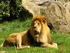 ಮನಶಾಸ್ತ್ರ: ನಿಮ್ಮ  ಮೊದಲ ನೋಟ ಸೆಳೆವ ಪ್ರಾಣಿ ಹೇಳುತ್ತದೆ ನಿಮ್ಮ ವ್ಯಕ್ತಿತ್ವ 