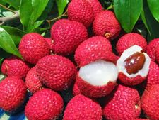 ಲಿಚಿ ನಿಜಕ್ಕೂ ವಿಷವೇ: ಇದನ್ನು ಯಾವಾಗ, ಹೇಗೆ ಸೇವಿಸಬೇಕು?