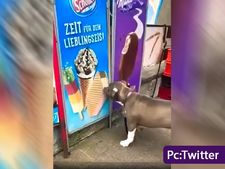 ಪಾಪ! ಐಸ್‌ಕ್ರೀಂಗೆ ಆಸೆಪಟ್ಟು ಪೋಸ್ಟರ್‌ ನೆಕ್ಕಿದ ನಾಯಿ: ವೀಡಿಯೋ ಸಿಕ್ಕಾಪಟ್ಟೆ ವೈರಲ್ 