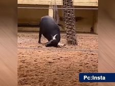 ವೈರಲ್‌:  ಆಮೆಗೆ ಸಹಾಯ ಮಾಡಿದ ಎಮ್ಮೆ, ಈ ವೀಡಿಯೋ ನೋಡಿದ ನೆಟ್ಟಿಗರು ಫುಲ್‌ ಫಿದಾ 