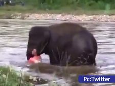 ನದಿಯಲ್ಲಿ ಮುಳುಗುತ್ತಿದ್ದ ಮನುಷ್ಯನನ್ನು ರಕ್ಷಿಸಿದ ಮರಿಯಾನೆ 