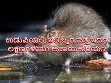 ಉಡುಪಿಯಲ್ಲಿ ಇಲಿ ಜ್ವರ: ಇದರ ಲಕ್ಷಣಗಳೇನು? ಅಪಾಯಕಾರಿಯೇ?