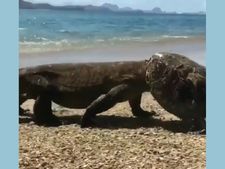 ಆಮೆ ತಿಂದು ಅದರ ಚಿಪ್ಪನ್ನು ಹೆಲ್ಮೆಟ್‌ನಂತೆ ಧರಿಸಿ ಹೋಗುತ್ತಿರುವ  ಕೊಮೊಡೊ ಡ್ರ್ಯಾಗನ್‌:  ವೈರಲ್ ವೀಡಿಯೋ