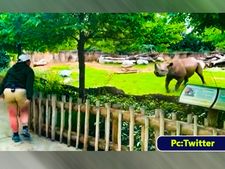 ತನ್ನ ಕೇರ್‌ಟೇಕರ್‌ ನೋಡಿದಾಗ ಕುಣಿದು ಕುಪ್ಪಳಿಸಿದ ಘೆಂಡಾಮೃಗ: ಈ ಕ್ಯೂಟ್‌ ವೀಡಿಯೋ ಆಯ್ತು ತುಂಬಾನೇ ವೈರಲ್ 