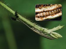 ಗಾರ್ಡನಿಂಗ್‌ ಟಿಪ್ಸ್: ಗಿಡಕ್ಕೆ ಮಿಡತೆ, ಕಂಬಳಿ ಹುಳದ ಕಾಟ ತಪ್ಪಿಸಲು ಏನು ಮಾಡಬೇಕು?