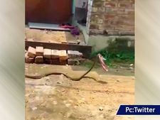 ಕಳ್ಳನ ರೀತಿ ಬಂದು ಚಪ್ಪಲಿ ತಗೊಂಡು ಓಡಿದ ಹಾವು: ನಕ್ಕು-ನಕ್ಕು ಹೊಟ್ಟೆ ಹುಣ್ಣಾಗಿಸುವ ವೀಡಿಯೋ 