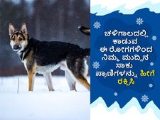 ಚಳಿಗಾಲದಲ್ಲಿ ಕಾಡುವ ಈ ರೋಗಗಳಿಂದ ನಿಮ್ಮ ಮುದ್ದಿನ ಸಾಕು ಪ್ರಾಣಿಗಳನ್ನು ಹೀಗೆ ರಕ್ಷಿಸಿ