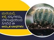 ಮನೆಯಲ್ಲಿ ಕಳ್ಳಿ ಸಸ್ಯಗಳನ್ನು ಬೆಳೆಸುವುದರಿಂದ ಸಿಗಲಿದೆ ಈ ಅದ್ಭುತ ಲಾಭಗಳು!
