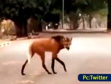 ತೋಳ ಅಲ್ಲ, ನರಿಯೂ ಅಲ್ಲ ಇಂಥ ಪ್ರಾಣಿ ನೋಡೇ ಇಲ್ಲ ಅಂತಿದ್ದಾರೆ ಜನ: ಅಪರೂಪದ ಪ್ರಾಣಿ ವೀಡಿಯೋ ವೈರಲ್